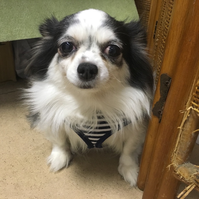 支援物資とお祝いのお花をいただきました😄里帰りワンコ🐶はマハロ➡こう君💕＆クロチャン💕